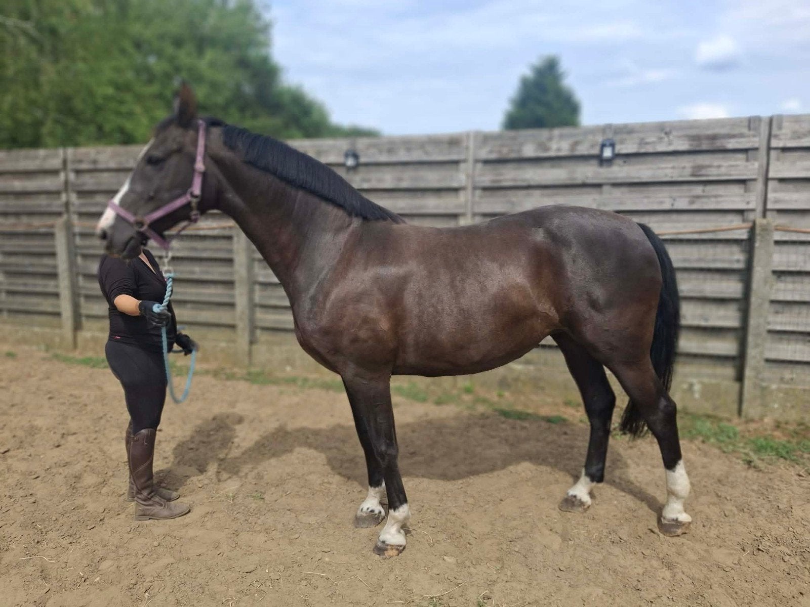 super mooie merrie., Dieren en Toebehoren, Paarden