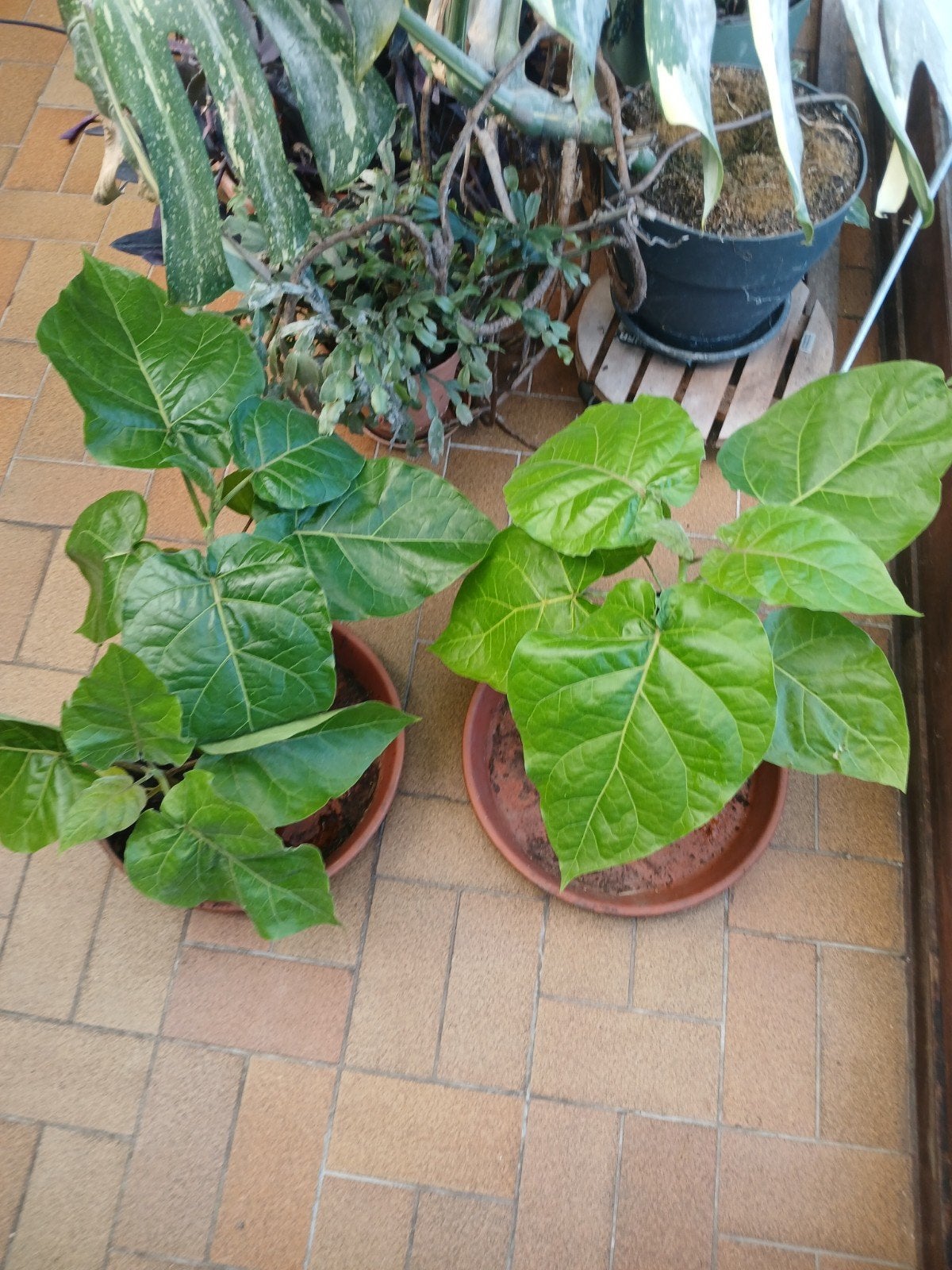 boomtomateplanten, Tuin en Terras, Planten | Tuinplanten, Ophalen, Winter