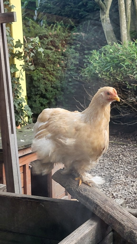 2 raszuivere cochin krielkippetjes, Dieren en Toebehoren, Vrouwelijk, Kip