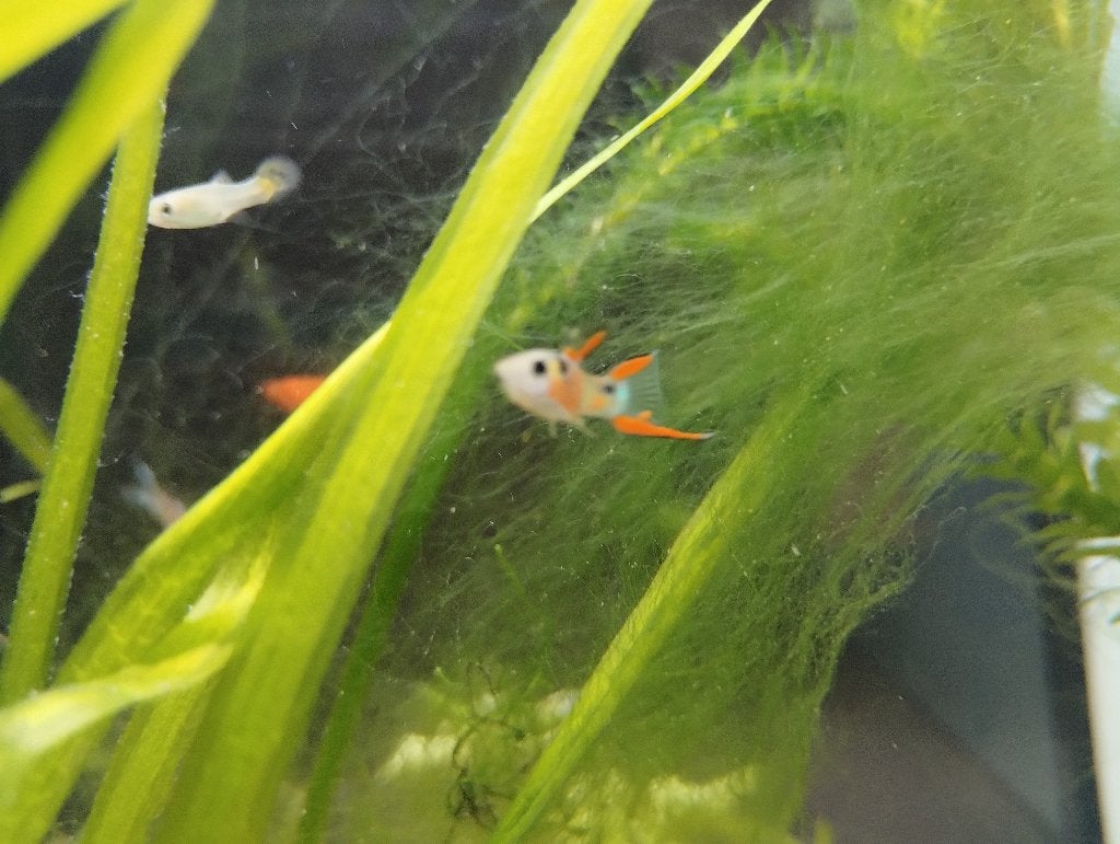 Endler guppen, Dieren en Toebehoren, Vissen | Aquariumvissen