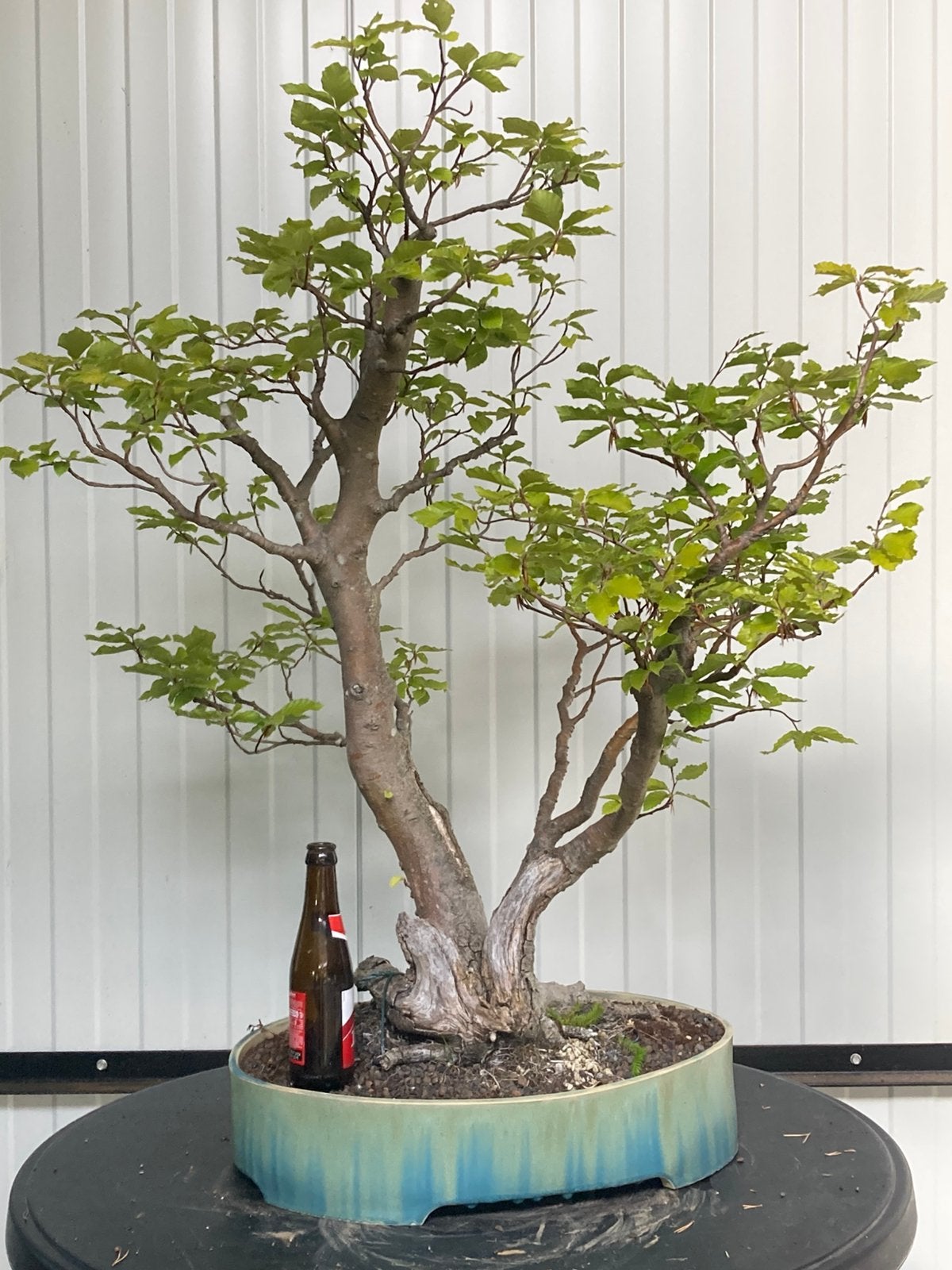 Bonsai fagus sylvatica, Tuin en Terras, Planten | Bomen, Ophalen