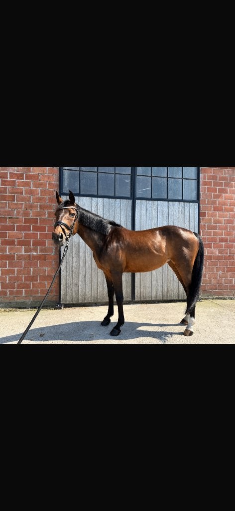 14 jarige merrie, Dieren en Toebehoren, Paarden, Merrie, Met stamboom, 11 jaar of ouder, Recreatiepaard