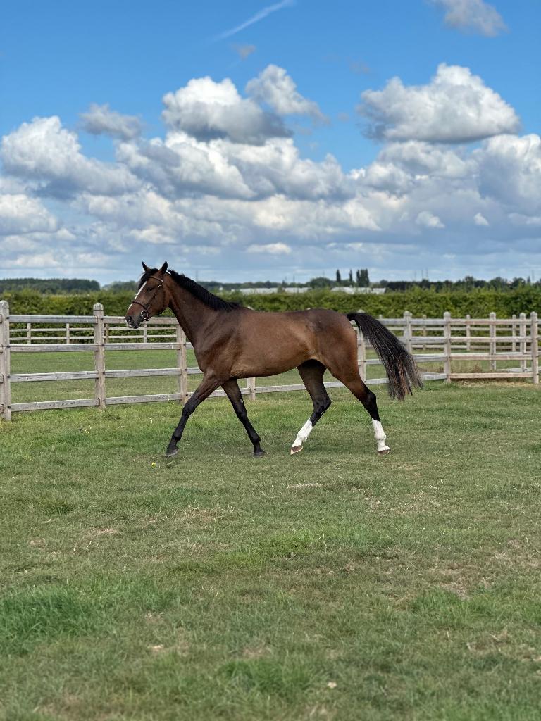 Prairie, Dieren en Toebehoren, Weidegang, 4 paarden of pony's of meer