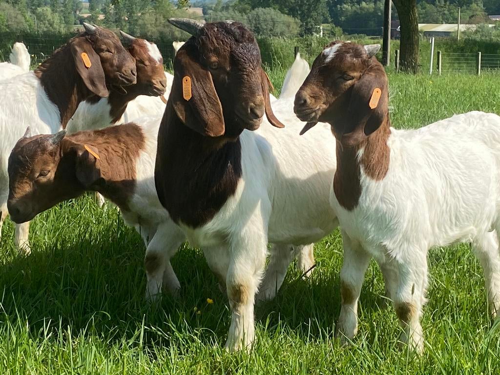 Boergeit