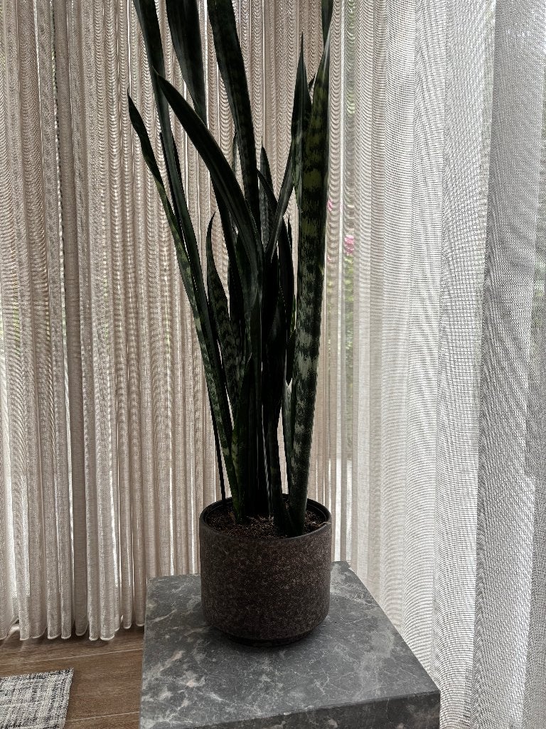 XL kamerplant sanseveria in keramiek pot, Ophalen, Overige soorten, In pot, Minder dan 100 cm