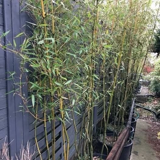 bambous en pots  3-4m, Ne fleurit pas, Enlèvement, Graminées ornementales, Plante fixe