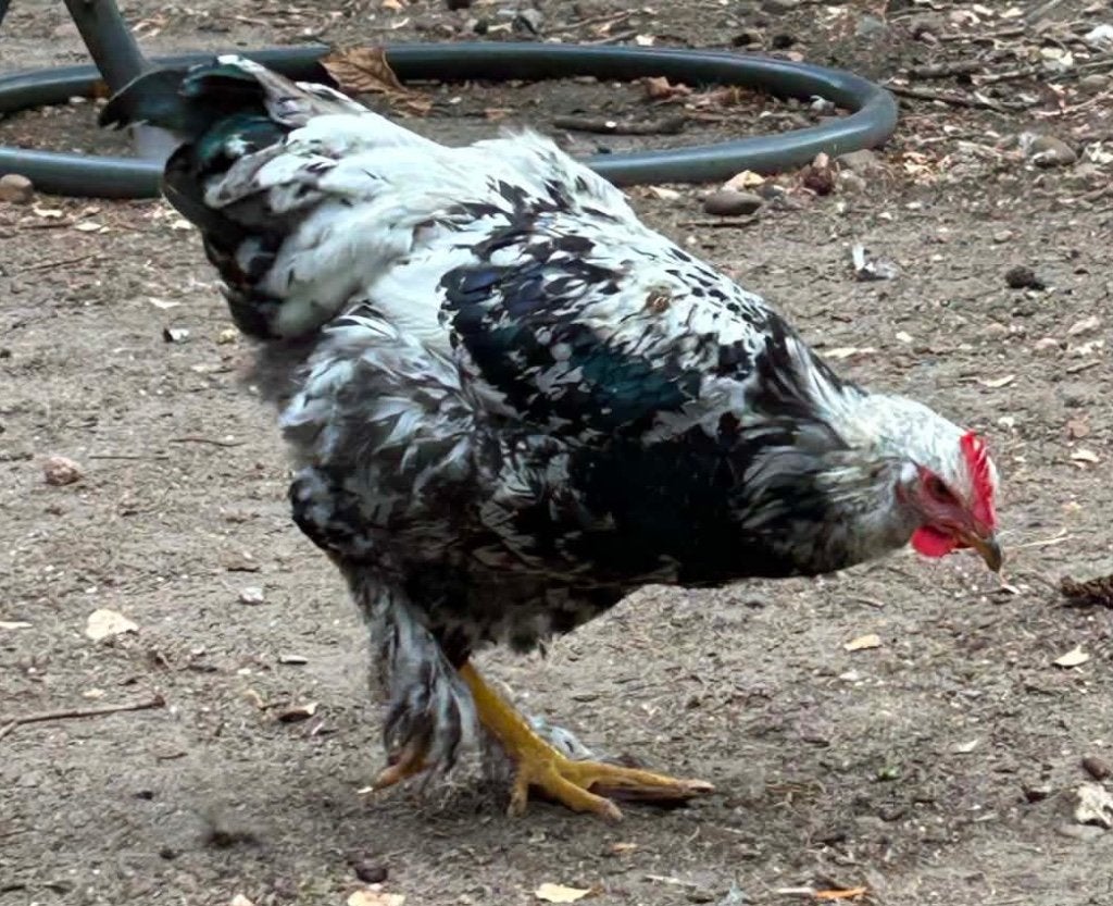 dubbelgezoomde barnevelder x brahma haan, Dieren en Toebehoren, Pluimvee, Mannelijk, Kip