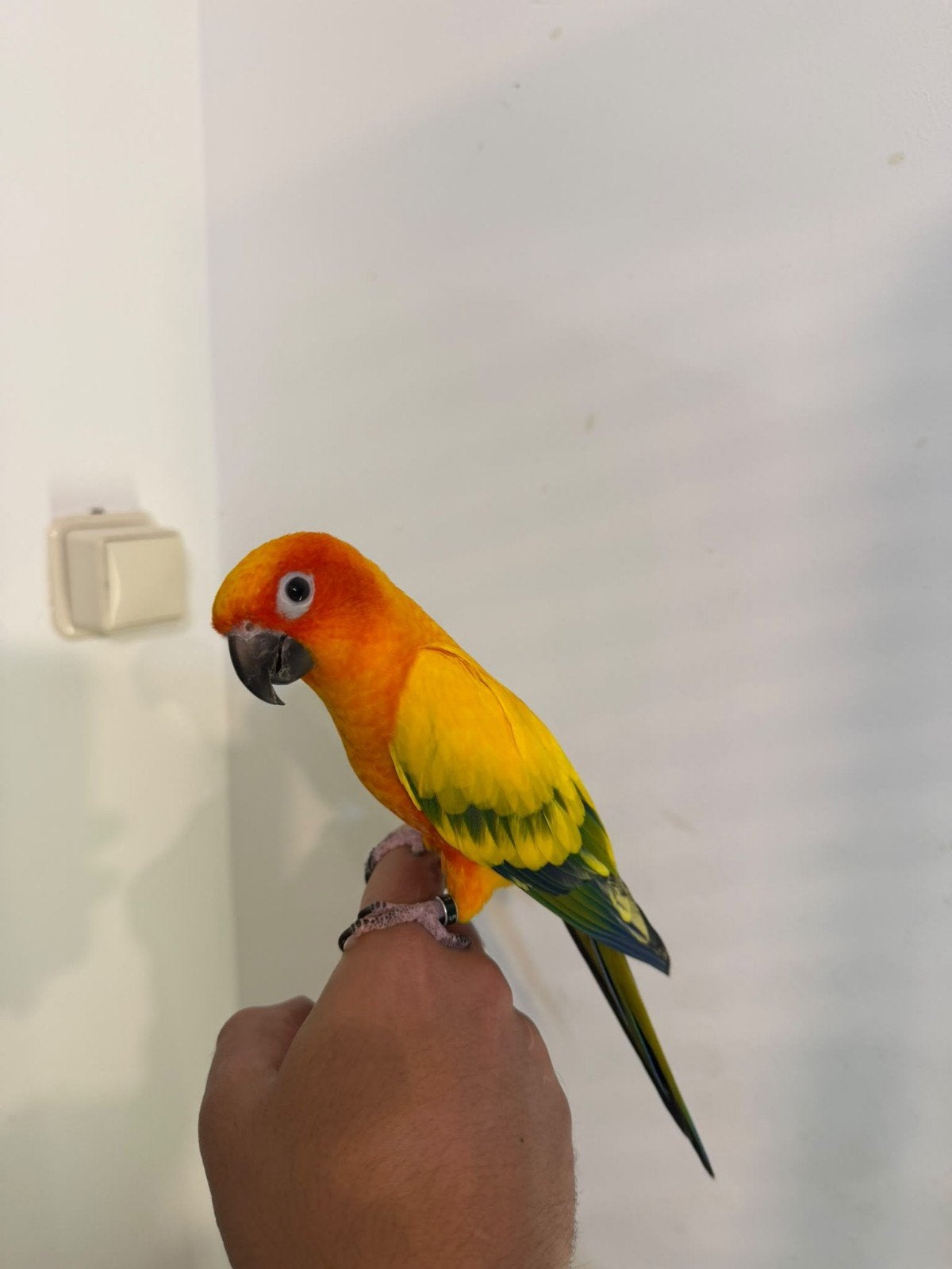 Un mâle perruche solaire branchée à la main, Animaux & Accessoires, Mâle, Perruche, Domestique