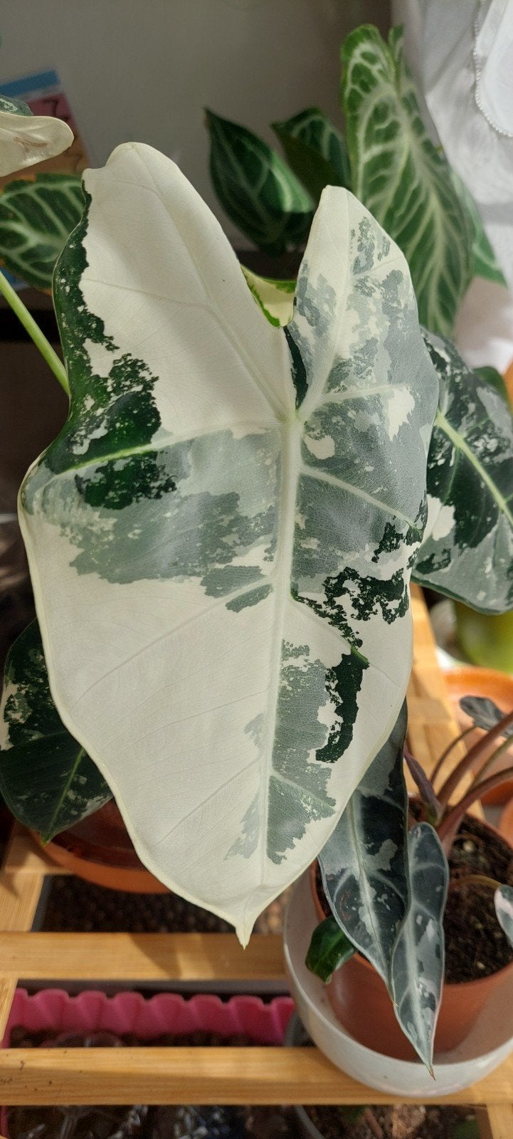 Alocasia Frydek Variegata, Enlèvement