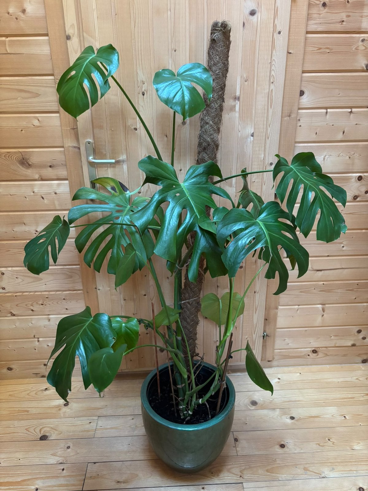 Plante Monstera Deliciosa, Enlèvement ou Envoi