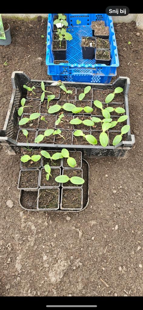 Courgette en komkommer, Jardin & Terrasse, Enlèvement