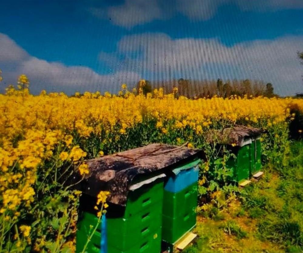 Te koop: Bijenvolken, afleggers 2026, Ophalen