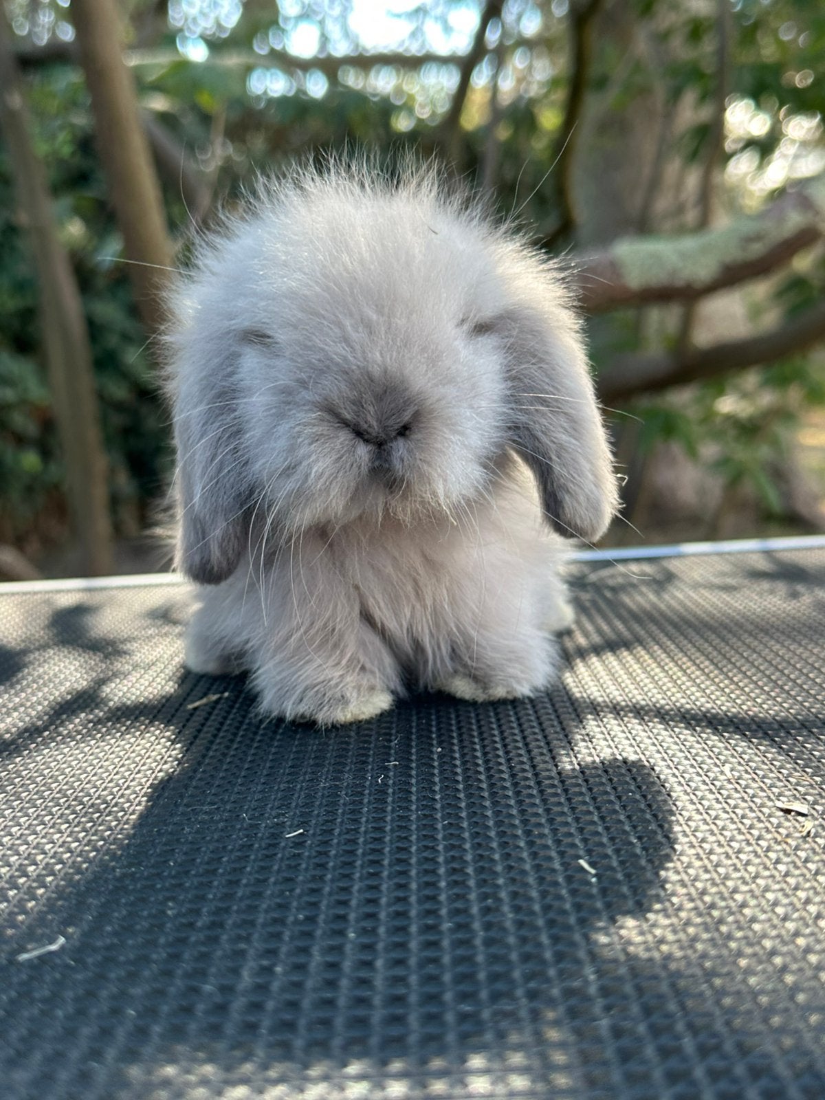 Lionlop voedstertje, Hangoor