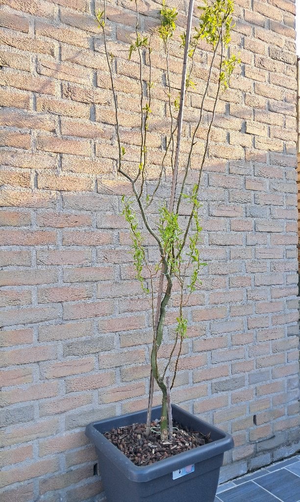 Jonge Krul wilg (zie foto's), Ophalen, Halfschaduw, Treurboom
