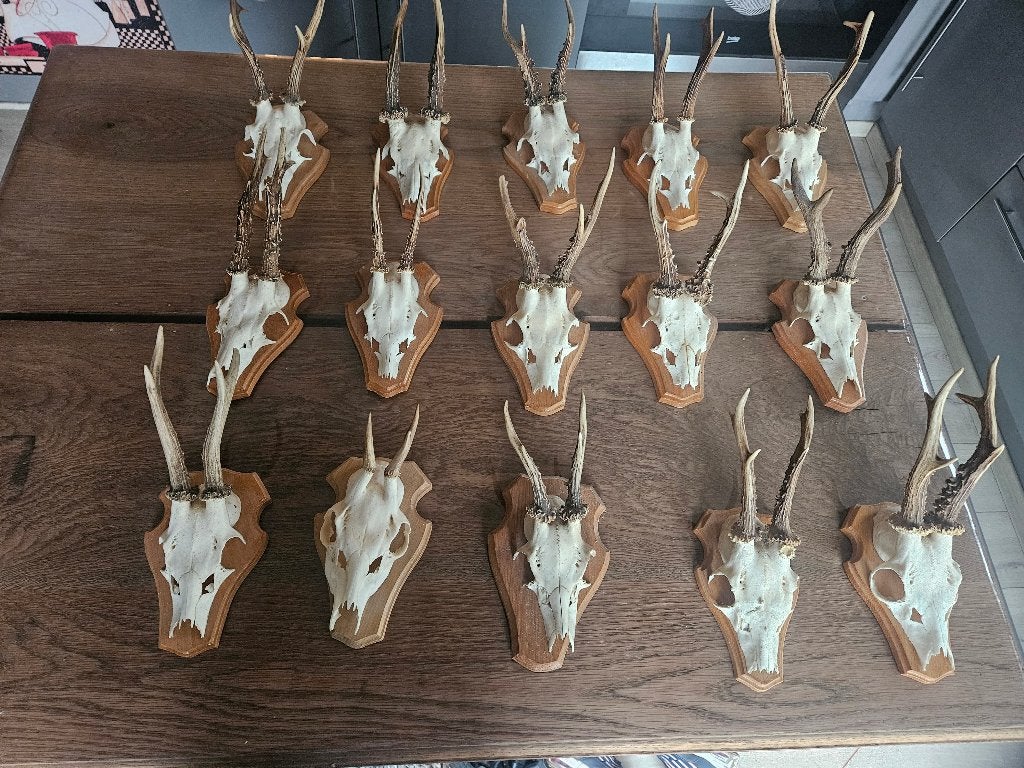15x Reebok gewei trofee op eiken schild ree hert jacht lot, Enlèvement ou Envoi, Cerf, Bois ou Tête