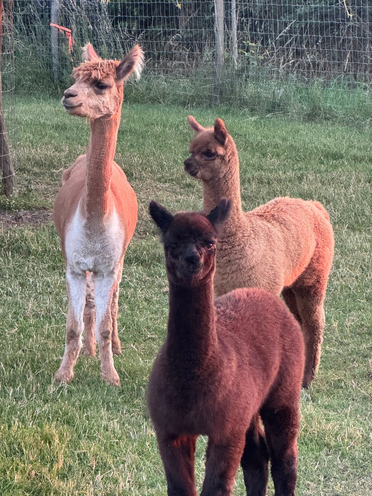 Alpaca merries 05/2026, Animaux & Accessoires, Moutons, Chèvres & Cochons, Femelle, 0 à 2 ans