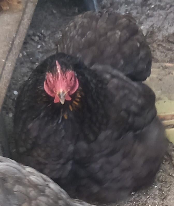 Donkerblauwe cochin kriel hen, Dieren en Toebehoren, Vrouwelijk, Kip