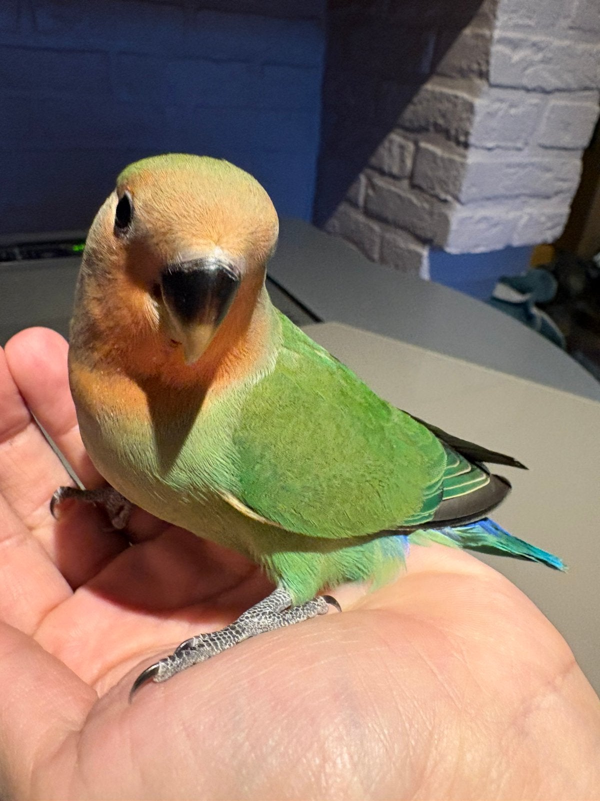 Handtamme dwergpapegaai, Dieren en Toebehoren, Mannelijk, Dwergpapegaai of Agapornis, Tam