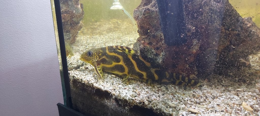Volgroeide L134 Luipaard kikkerpleco, Dieren en Toebehoren, Vis, Zoetwatervis