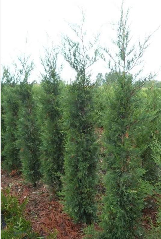 Cupressocyparis Leylandii 2001, Jardin & Terrasse, Plantes | Arbustes & Haies, Enlèvement, Conifère, Haie