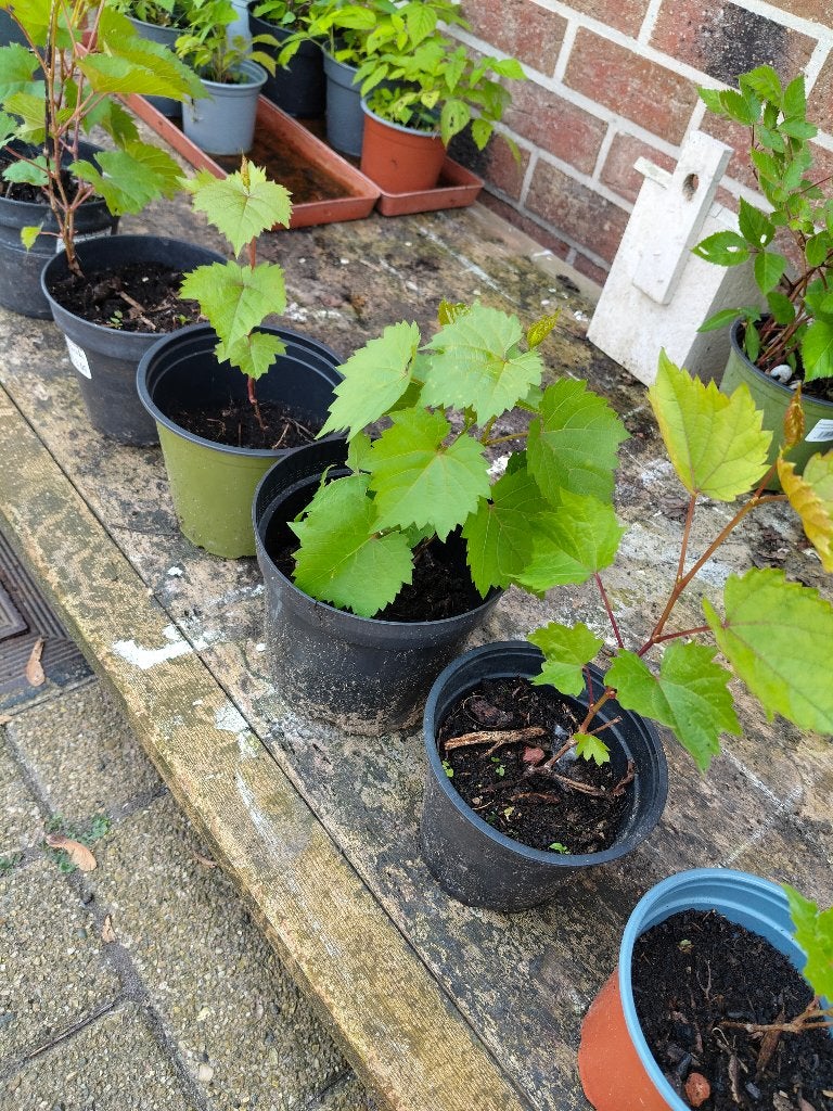 Blauwe druivenlaar stekjes 5€, frambozen en bramen.2.50€, Enlèvement, Plante fixe