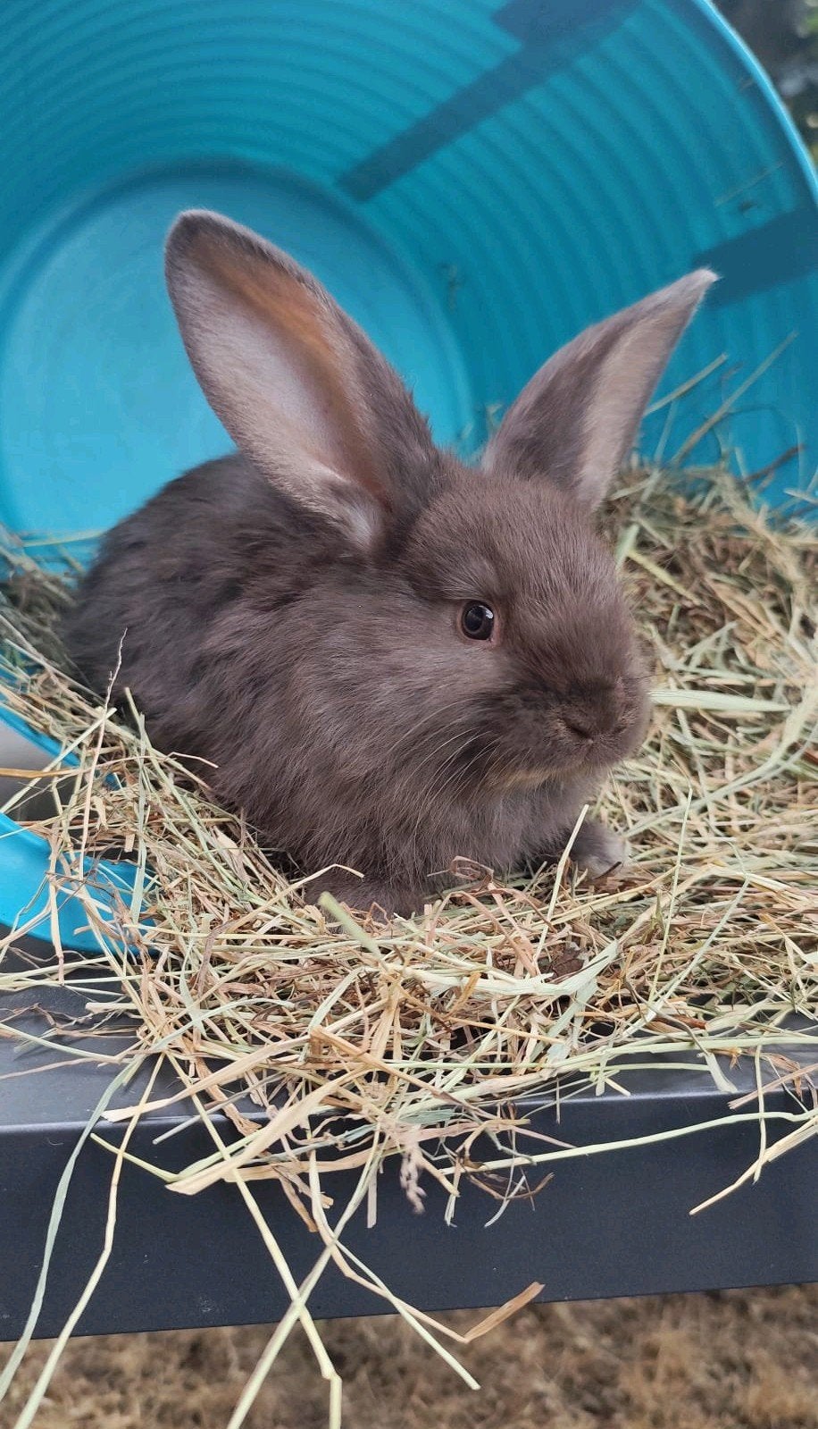 Duitse Reuzen - 6 voedsters, Vrouwelijk, Groot, 0 tot 2 jaar