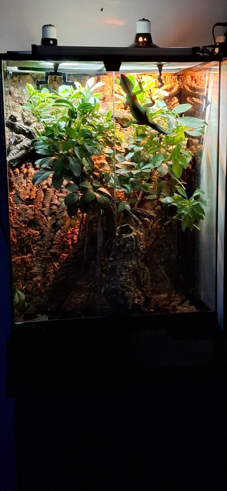 anolis equestris potior met of zonder terrarium 

leeftijd 2, Ophalen