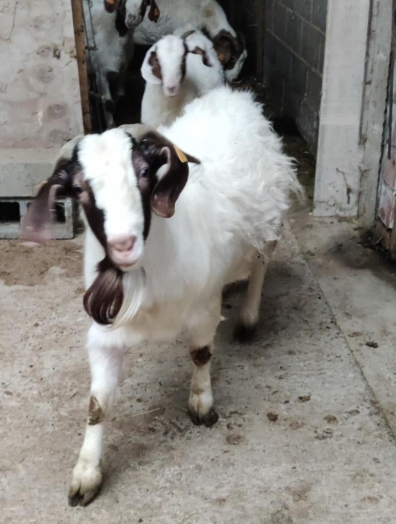 boergeit ram, Mâle, Chèvre, 0 à 2 ans