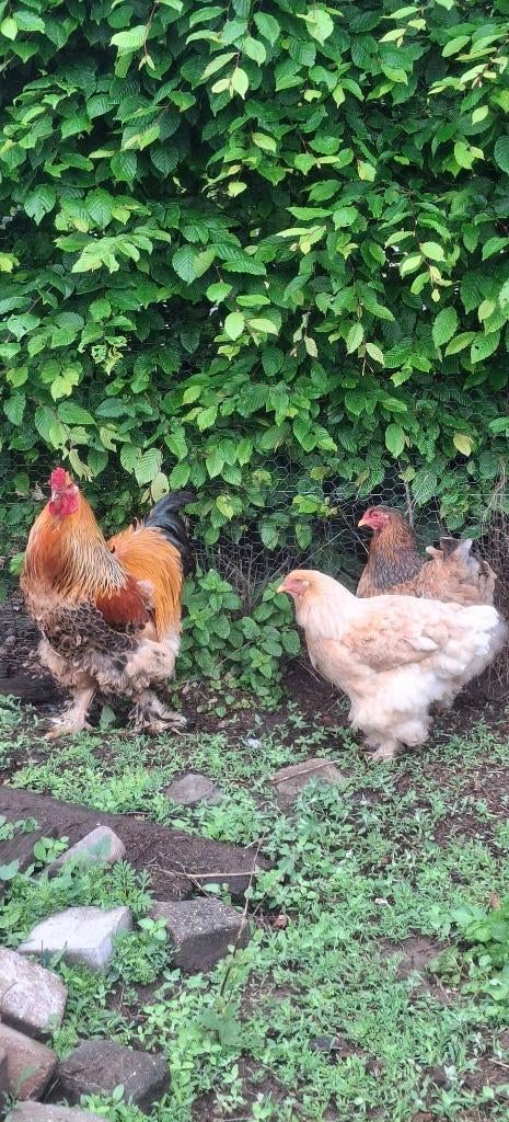 Brahma, Dieren en Toebehoren, Pluimvee, Meerdere dieren, Kip