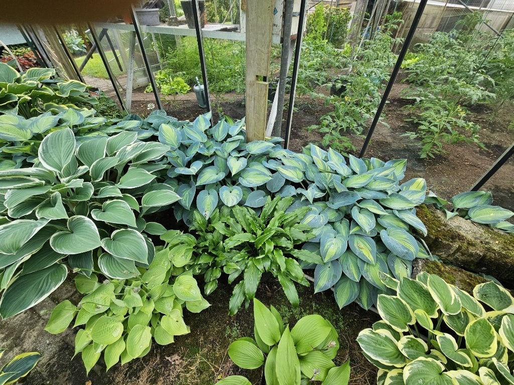Hosta's, Jardin & Terrasse, Plantes | Jardin, Enlèvement, Plante fixe, Autres espèces, Mi-ombre
