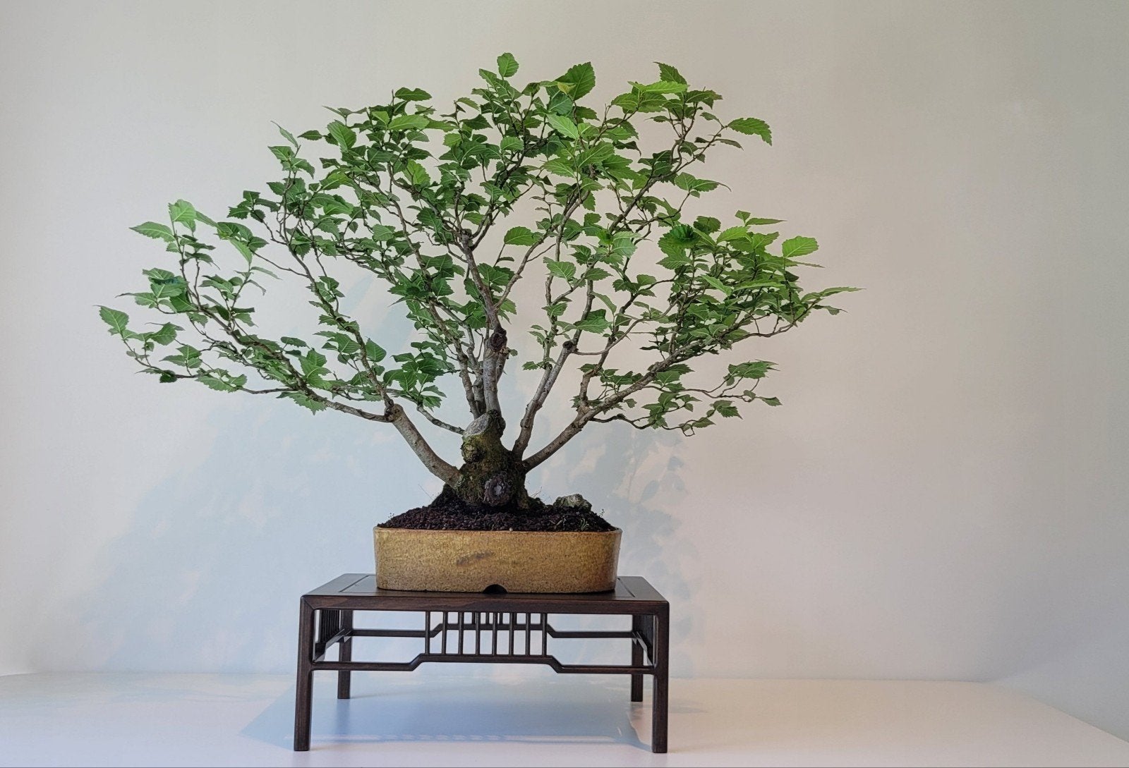 Ulmus procera bonsai, Ophalen