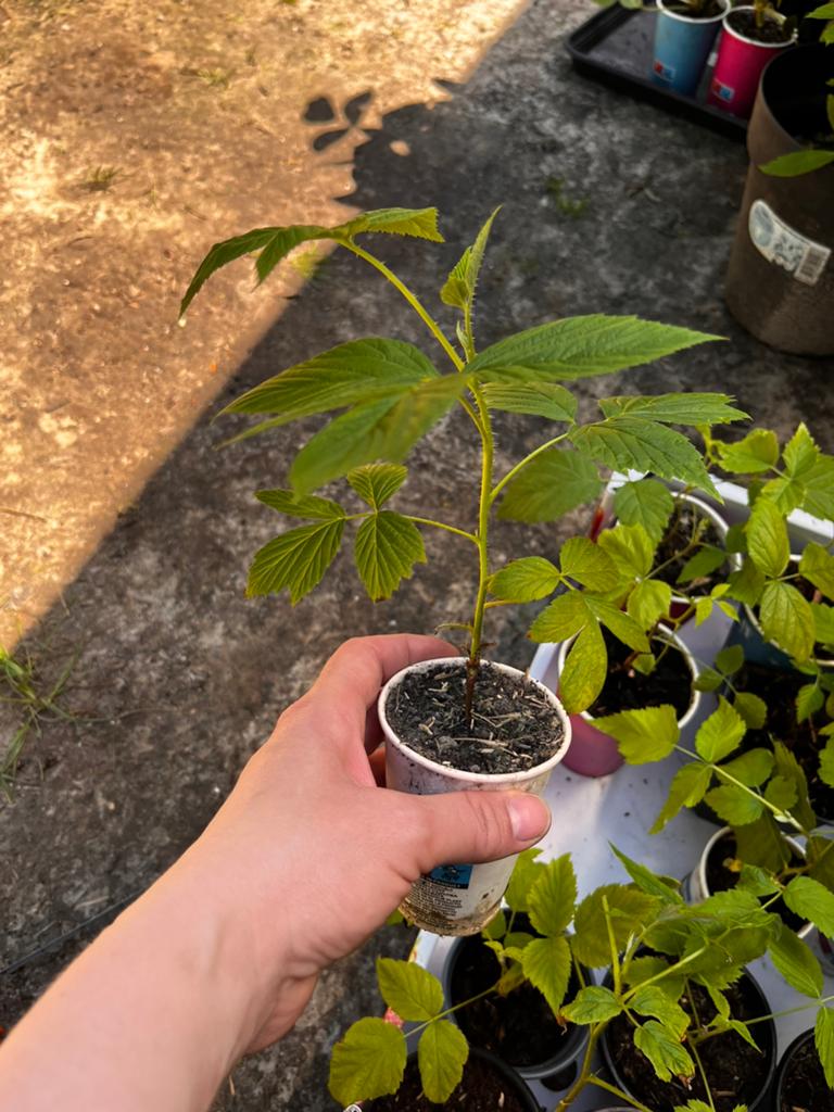 15 plants de framboisiers à vendre pour seulement 8€ !, Jardin & Terrasse, Enlèvement ou Envoi
