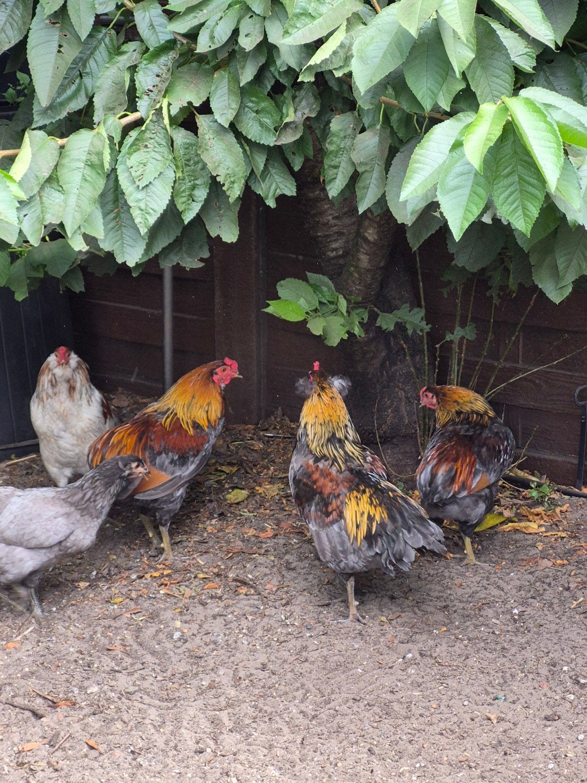 Araucana hanen, Mâle, Poule ou poulet