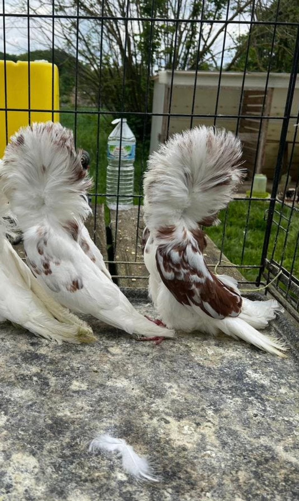 twee duivinnen raadsheer, Dieren en Toebehoren