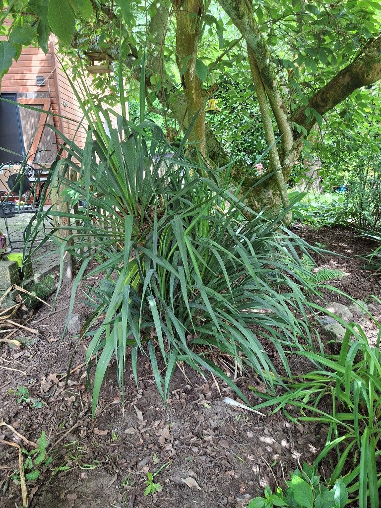 Yucca plant buiten, Été, Enlèvement, Graminées ornementales, Plante fixe