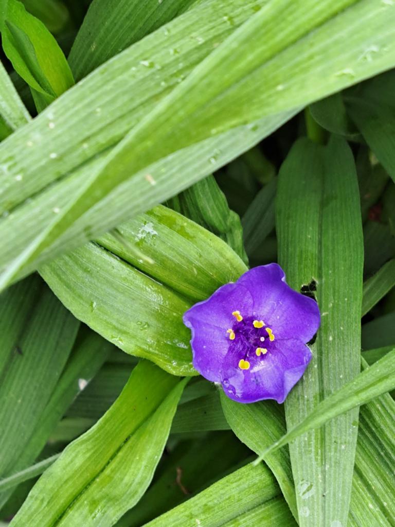 Eén dagsbloem. tandescantia. Winterhard. De, Tuin en Terras, Bloembollen en Zaden, Ophalen