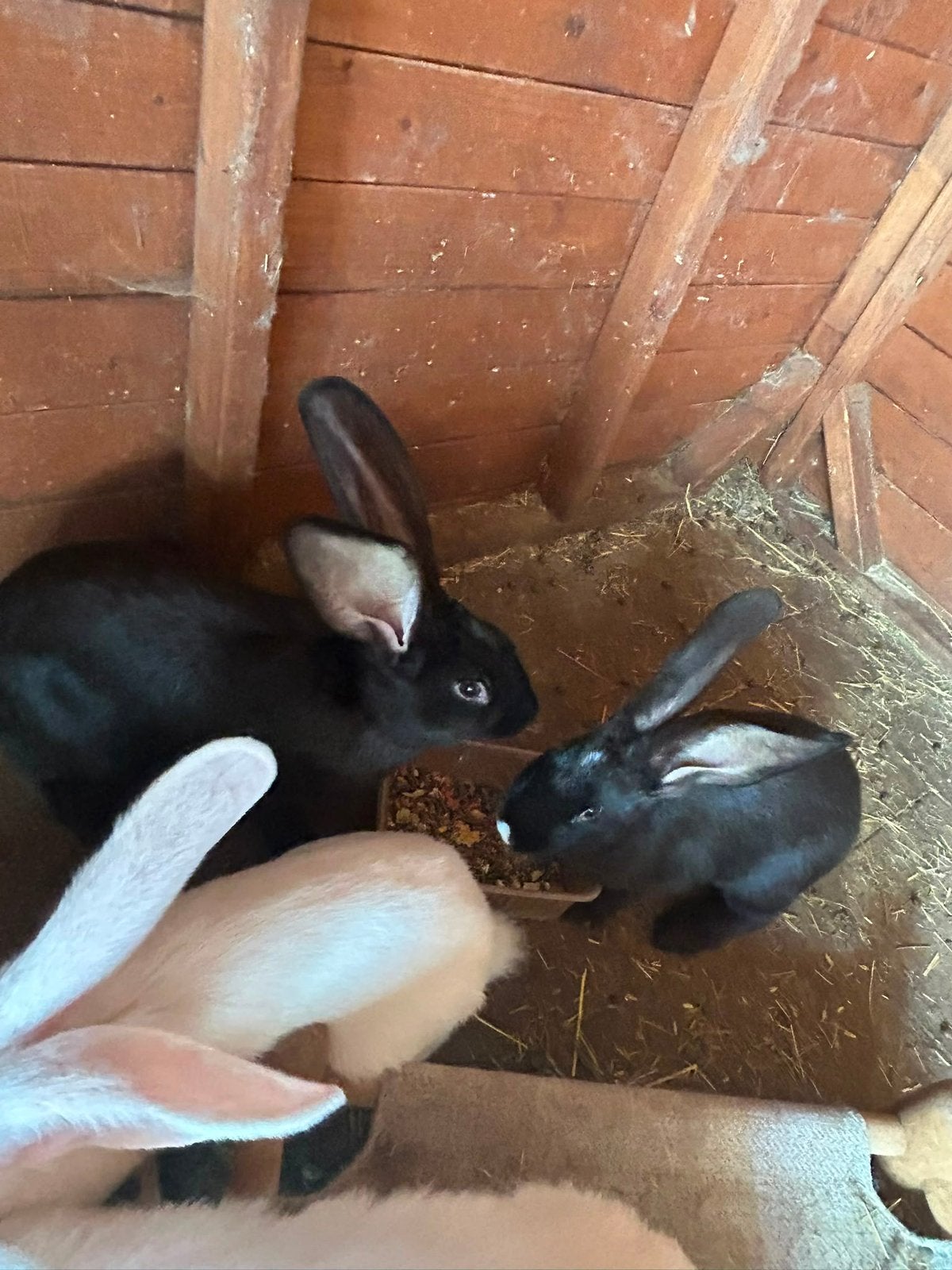 Vlaamse reusjes, Meerdere dieren, Groot, 0 tot 2 jaar