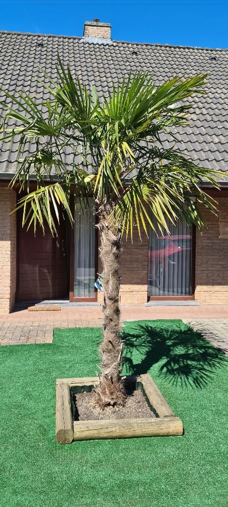 Palmboom Trachycarpus fortunei, Lente, 250 tot 400 cm, Palmboom, Ophalen