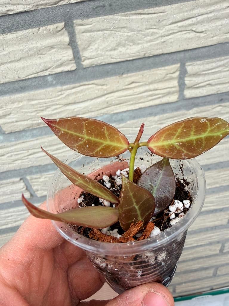 Hoya cv rebecca, Huis en Inrichting, Kamerplanten, Ophalen of Verzenden