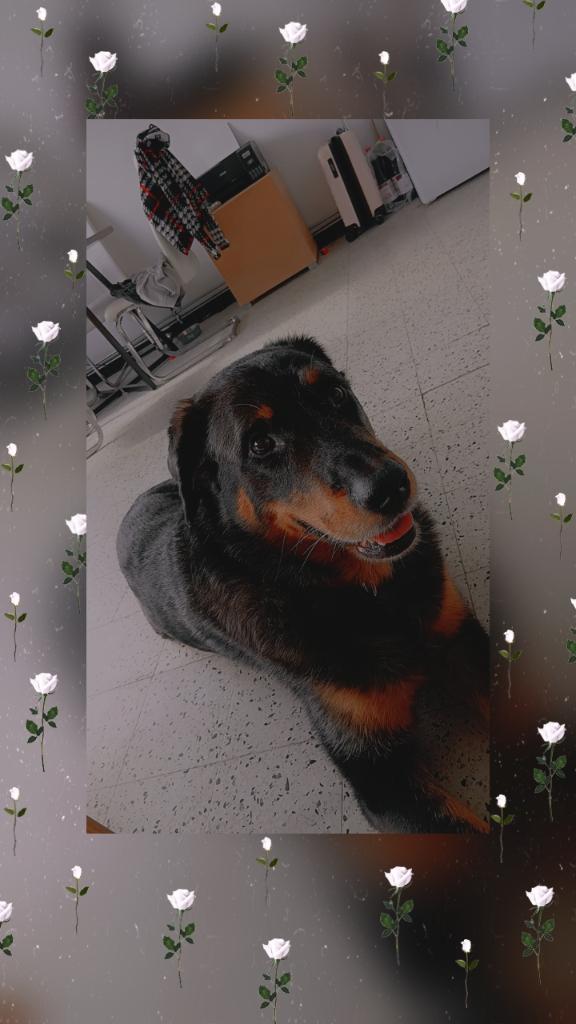 Beauceron, Dieren en Toebehoren, Honden | Herdershonden en Veedrijvers, 6 jaar of ouder, België, Particulier, Parvo