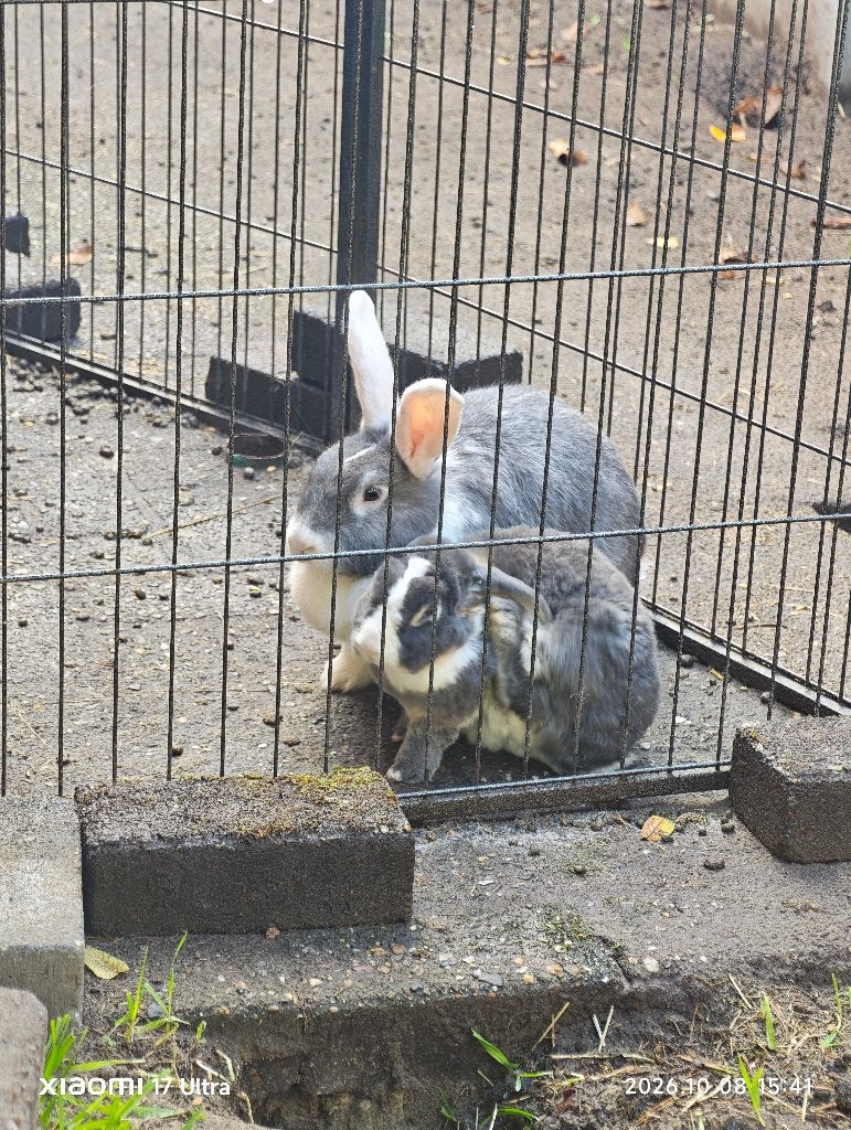 Konijntjes voor adoptie, Dieren en Toebehoren, Meerdere dieren, Klein, Hangoor, 0 tot 2 jaar