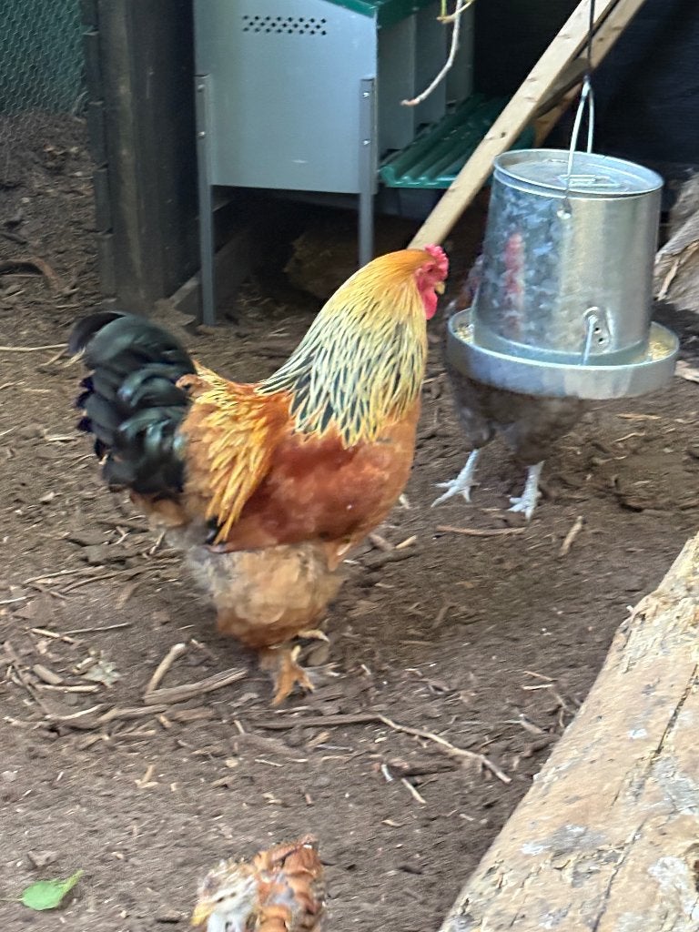 Prachtige brahma haan zoekt een nieuwe thuis, Mannelijk, Kip