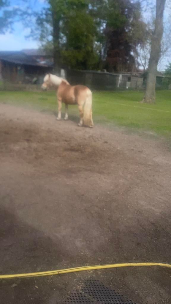 Haflinger, Enlèvement, Récréation