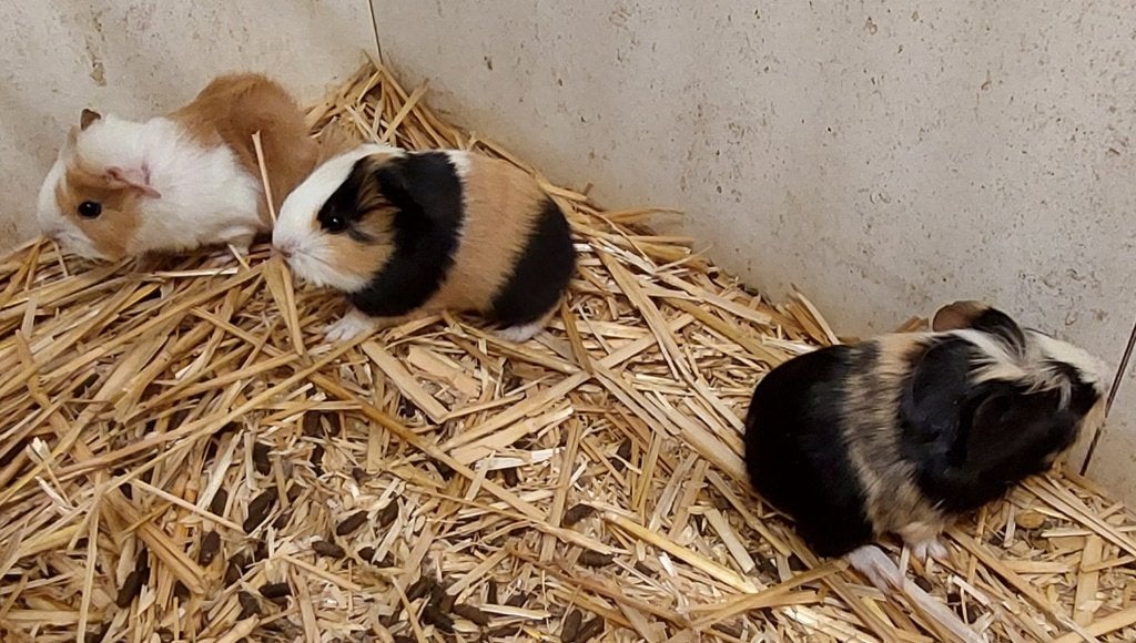 Cavias, Animaux & Accessoires, Septembre, Plusieurs animaux, Cobaye