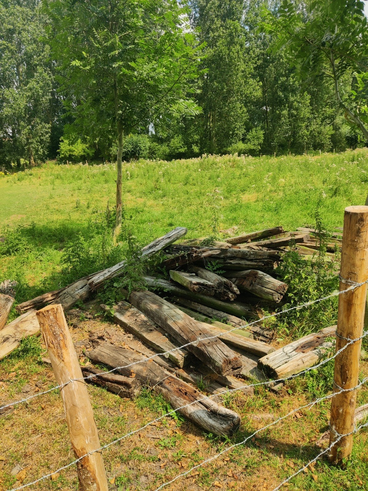 Gratis treinbilzen, Tuin en Terras, Ophalen, Gebruikt, Hout, Biels