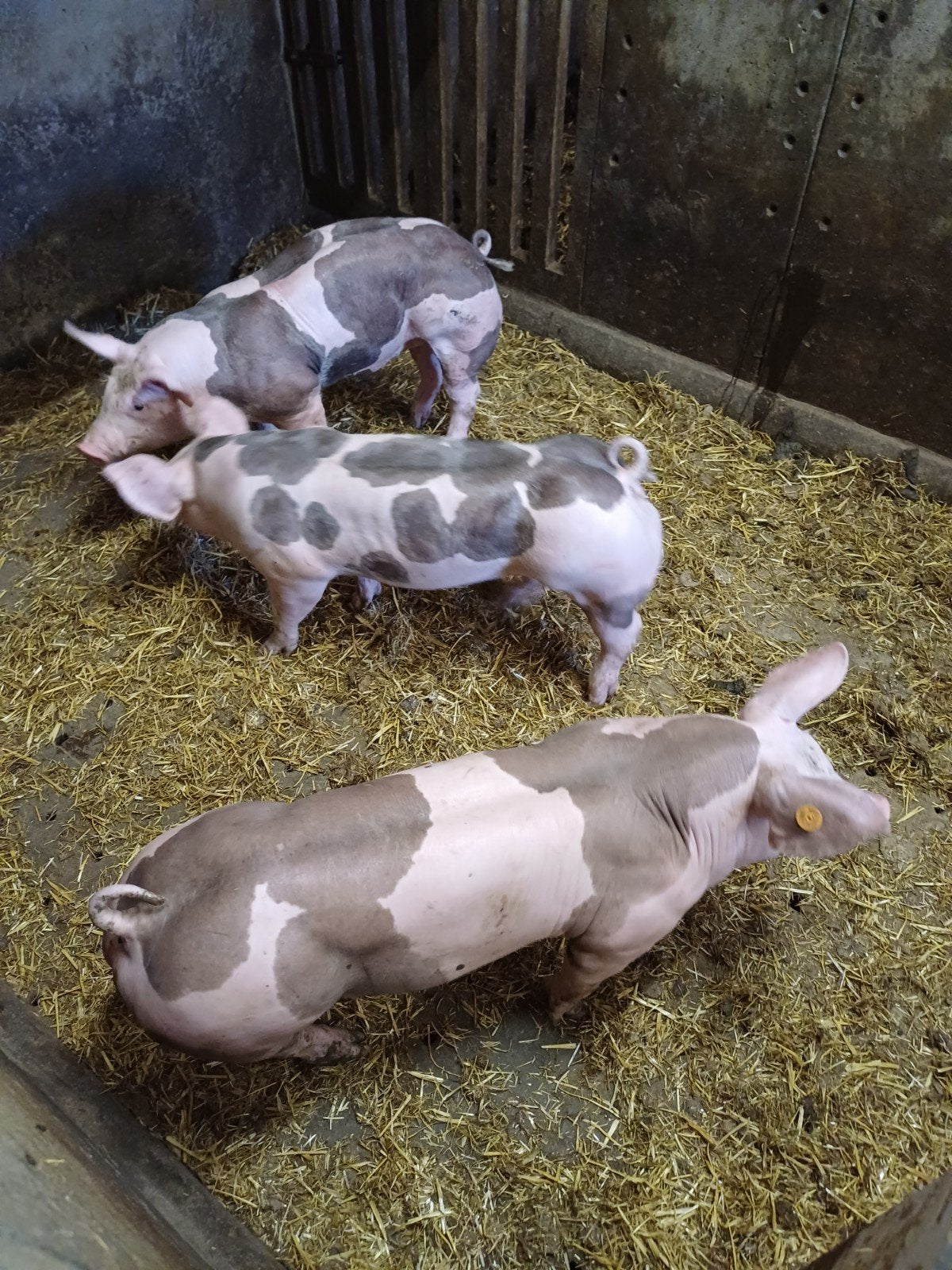 pietrain biggen, Dieren en Toebehoren, Meerdere dieren, Varken, 0 tot 2 jaar