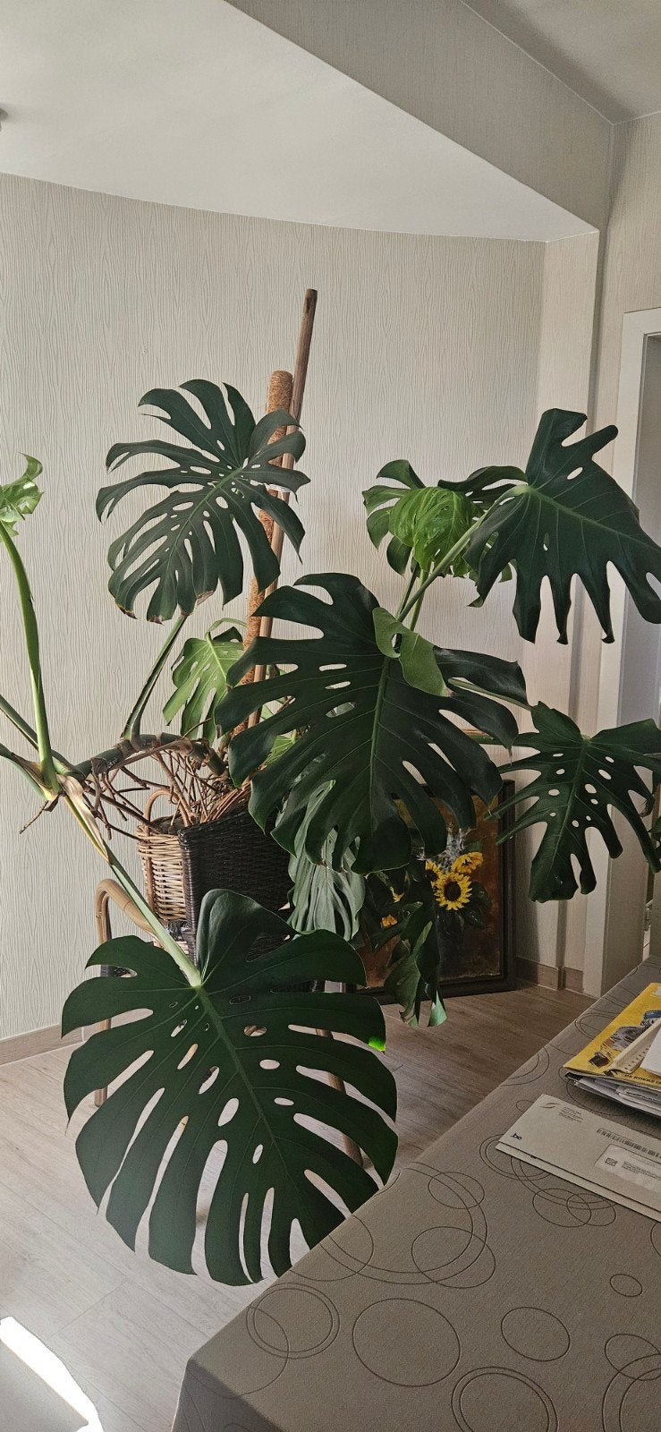 plant, Enlèvement
