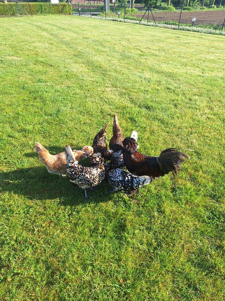 Broedeieren padua, Animaux & Accessoires, Volatiles, Poule ou poulet, Sexe inconnu