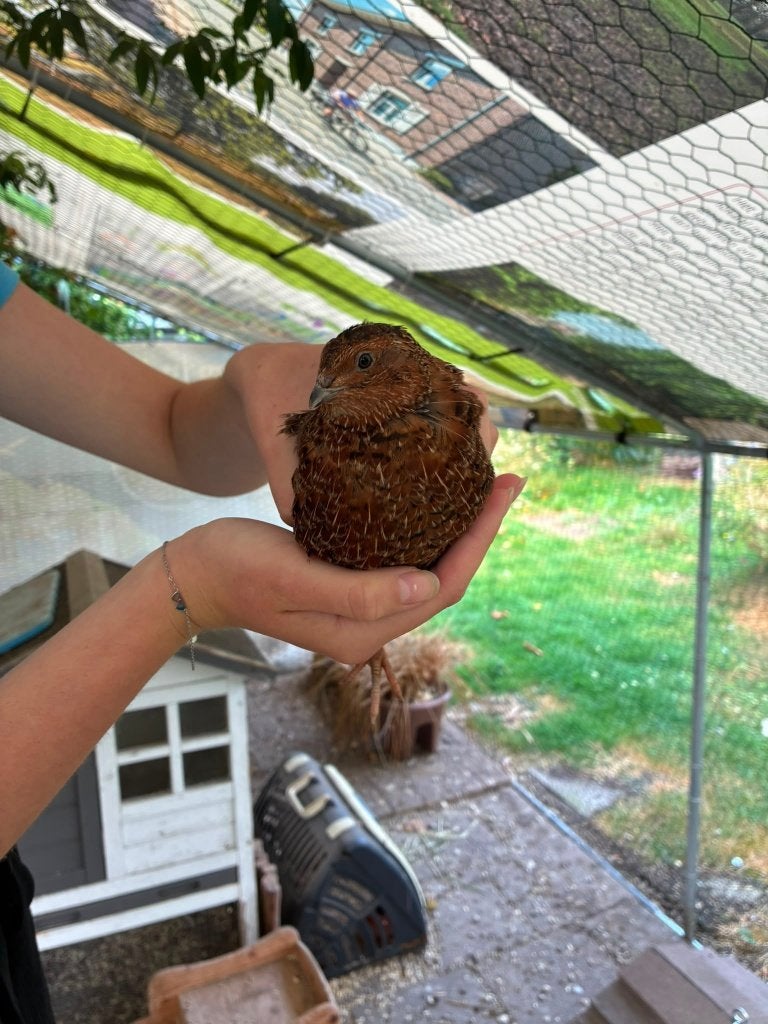 Mooie en gezonde Kwartelhaantjes Verschillende kleurslagen, Dieren en Toebehoren, Mannelijk, Overige soorten