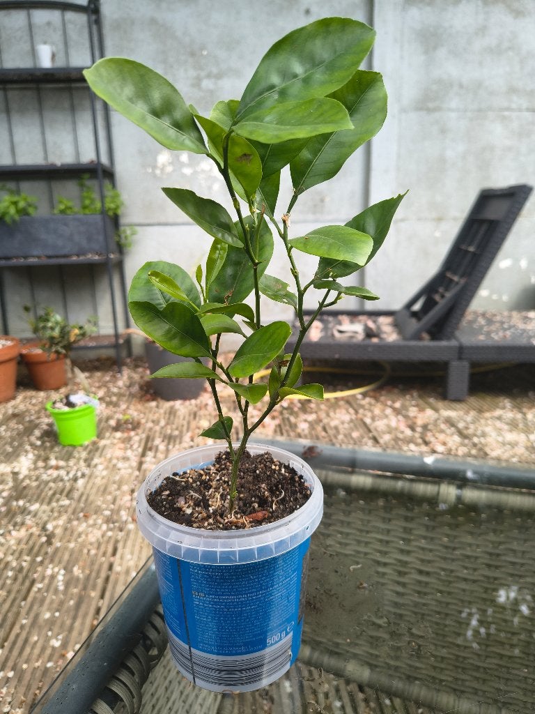stek van vruchtdragende citroenboom, Tuin en Terras, Planten | Tuinplanten, Ophalen, Vaste plant, Fruitplanten, Volle zon